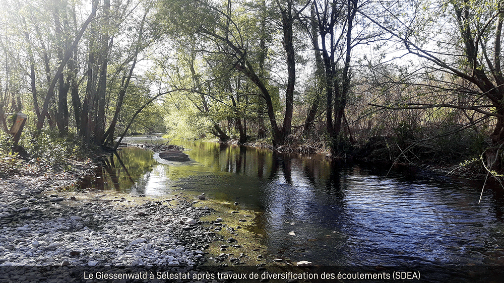 Photo Giessenwald